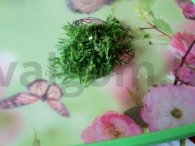 Ryžių, žaliųjų žirnelių ir jūros kopūstų salotas Žingsnis 1