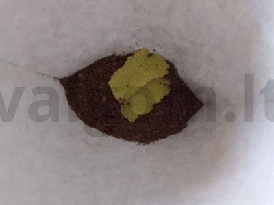 Avokado ir raudonosios ikros tostai Žingsnis 2