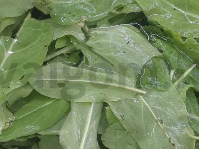 Vasaros lengva rūgštynių sriuba Žingsnis 2