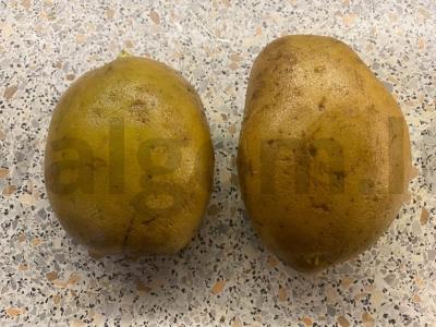 Bulvės „Kroška“ su įdaru Žingsnis 1