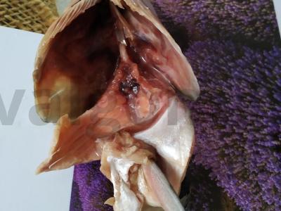 Lengvas žuvies sriuba iš lašišos galvos ir stuburo Žingsnis 4