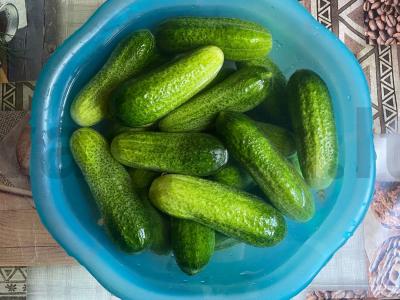 Sūdyti agurkai juodųjų serbentų lapuose Žingsnis 3