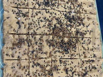 Sūdyti sausainiai iš ruginių miltų Žingsnis 4