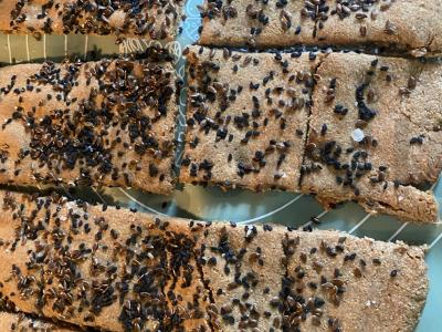 Sūdyti sausainiai iš ruginių miltų Žingsnis 5