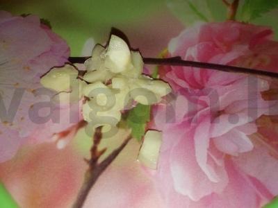 Šiltas salotas su pupelėmis ir kukurūzais Žingsnis 2