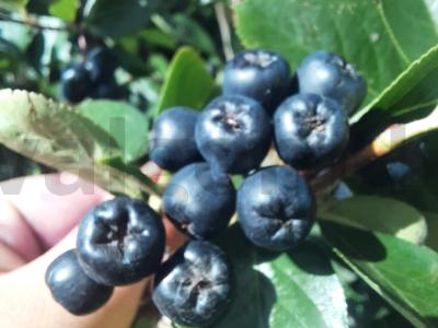 Juodųjų serbentų sirupas Žingsnis 1