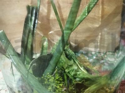 Sūdyti agurkai su česnaku ir krapais žiemai Žingsnis 2