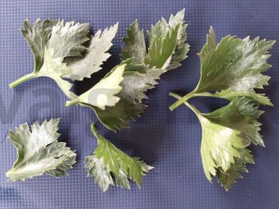 Kanarė su dešra, pomidorais ir gervuogėmis Žingsnis 3