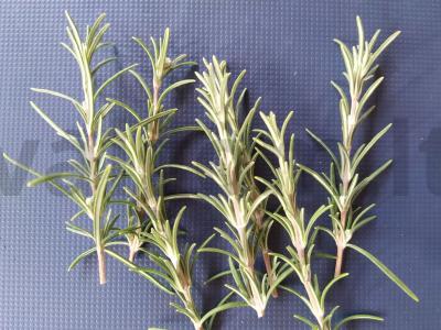 Kanarė su dešra, pomidorais ir gervuogėmis Žingsnis 5