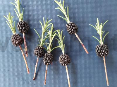 Kanarė su dešra, pomidorais ir gervuogėmis Žingsnis 7