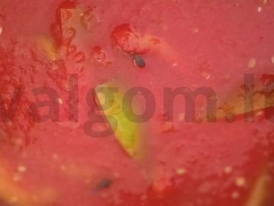 Namų lečo iš pomidorų, saldžiųjų pipirų ir prieskonių Žingsnis 5