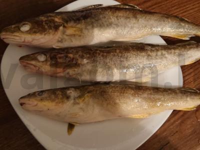 Žuvienė iš navagos su saldžiuoju pipiru ir perliniu miežiu Žingsnis 1