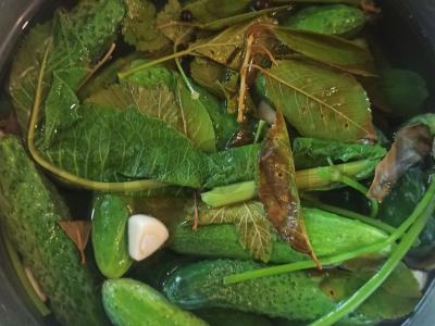 Sūdyti agurkai su česnaku Žingsnis 3