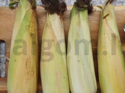 Šviežios kukurūzų užšaldymas žiemai Žingsnis 1