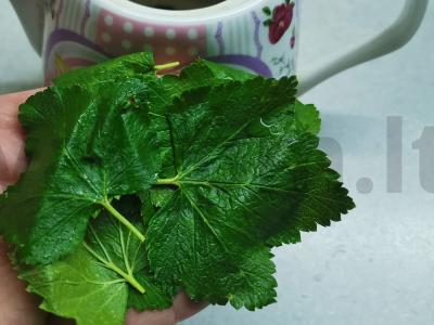 Juodasis arbata su serbentų lapais Žingsnis 2