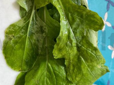 Vištienos kumpio, rukolos ir kiaušinio ritinėliai Žingsnis 2