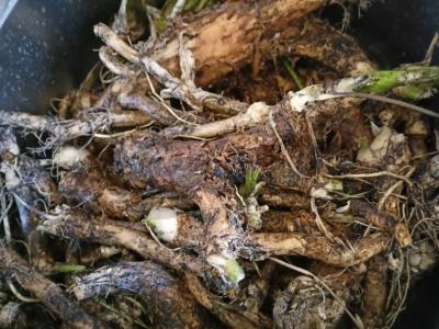 Krienų užkandis su pomidorais Žingsnis 1