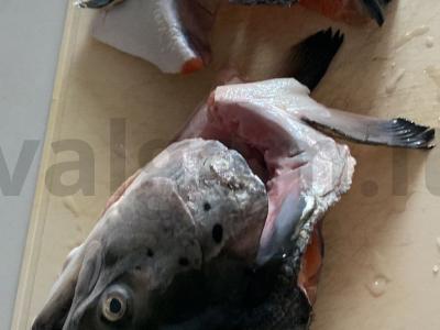 Žuvis „Mylimam vyrui“ Žingsnis 1