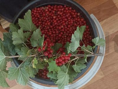 Vasaros kompotas iš raudonųjų serbentų Žingsnis 1