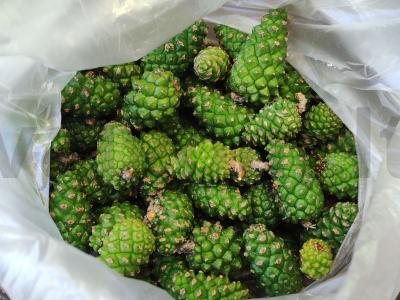 Pušų kankorėžių uogienė pagrindine nuotrauka