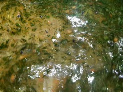 Menkių žuvies sriuba Žingsnis 8