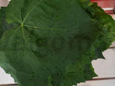 Vynuogių lapų dolma su padažu ir bulvėmis Žingsnis 1