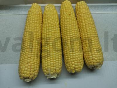 Kvapni kukurūza orkaitėje Žingsnis 1