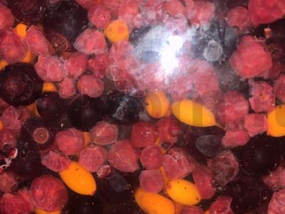 Rudens naudingas arbata pagrindine nuotrauka