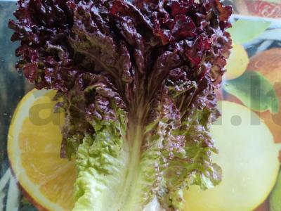 Raudonojo saloto kimči su imbieru Žingsnis 1