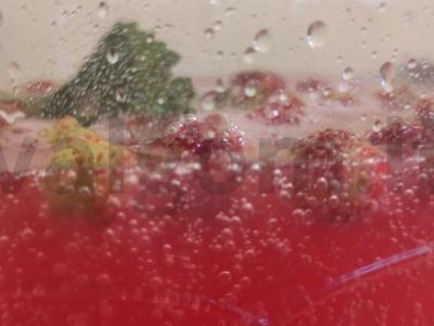 Vyšnių limonadas pagrindine nuotrauka