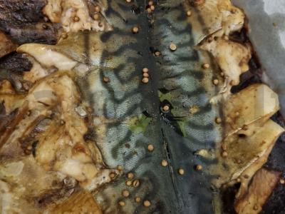 „Vau!“ skumbrė pagrindine nuotrauka