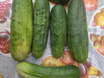 Marinuoti agurkai su prieskoniais Žingsnis 1