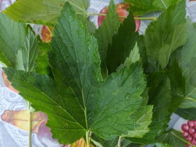 Marinuoti agurkai su prieskoniais Žingsnis 3