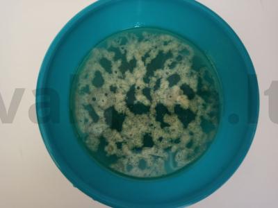 Vištienos terinas su šonine ir imbieru Žingsnis 2