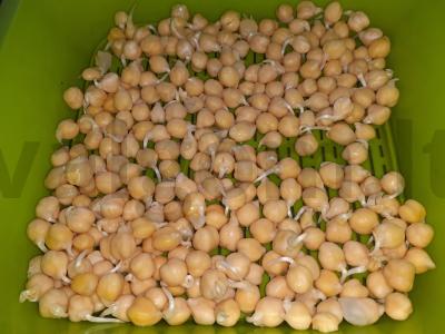 Salotas su daigintu avinžirniu Žingsnis 1