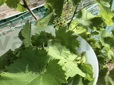 Vynmedžių lapuose suvynioti kopūstai su ryžiais Žingsnis 1