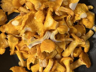 Sezoninė grietinėlės pasta su voveraitėmis Žingsnis 1