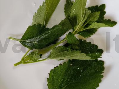 Vyšnių arbata su citrinžole Žingsnis 2