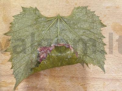 Dolma su jautienos faršu, ryžiais ir ciberžole Žingsnis 9