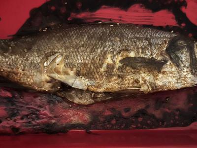 Kepta upėtakis skaniame marinate Žingsnis 4