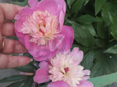 Namų duona su sausa mielėmis Žingsnis 6