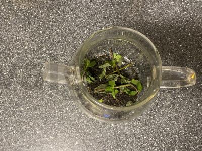 Mėtų arbata su anyžiu Žingsnis 2