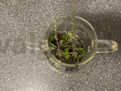 Mėtų arbata su anyžiu Žingsnis 4