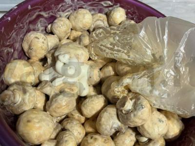 Pikantiški pievagrybiai Žingsnis 4