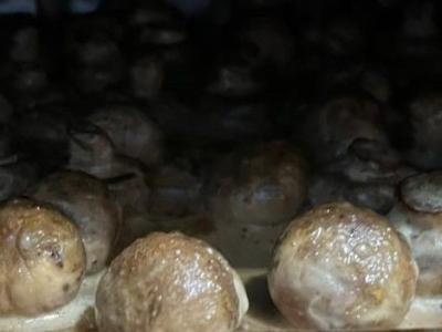 Pikantiški pievagrybiai Žingsnis 7