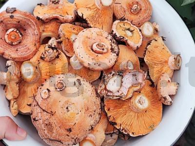 Raudonviršiai iš Baikalo miško su jauna bulve Žingsnis 1