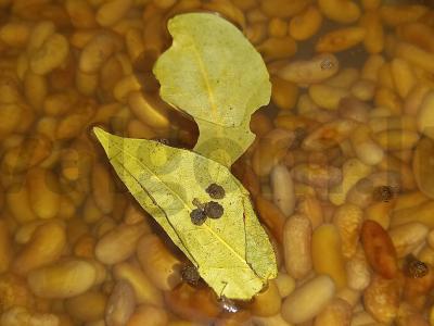 Pupelių sriuba su baltąja kopūstu Žingsnis 2