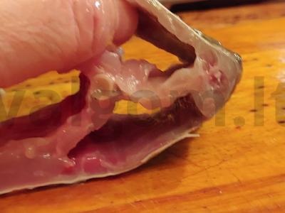 Žuvis „Fiš“ Žingsnis 4