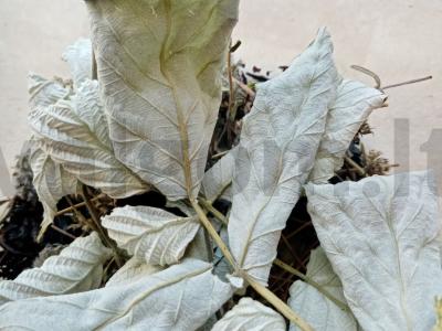 Vitaminų arbata su aviečių lapais ir džiovintomis braškėmis Žingsnis 3