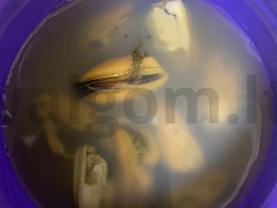 Salotas su žolelėmis „Viduržemio jūros“ Žingsnis 1